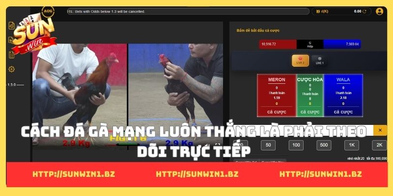 Cách đá gà mạng luôn thắng là phải theo dõi trực tiếp